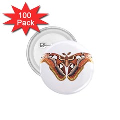 Butterfly Animal Insect Isolated 1 75  Buttons (100 Pack)  by Simbadda