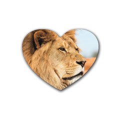 Big Male Lion Looking Right Heart Coaster (4 Pack)  by Ucco