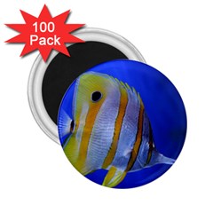 Butterfly Fish 1 2 25  Magnets (100 Pack)  by trendistuff