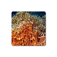 Fire Coral 1 Square Magnet by trendistuff