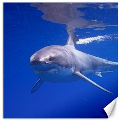 Great White Shark 4 Canvas 12  X 12   by trendistuff