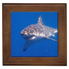 Great White Shark 5 Framed Tiles by trendistuff