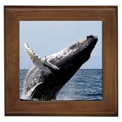 Humpback 2 Framed Tiles by trendistuff