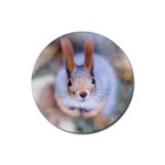 Squirrel Looks At You Rubber Coaster (Round)  Front