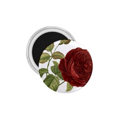 Rose 1077964 1280 1 75  Magnets by vintage2030