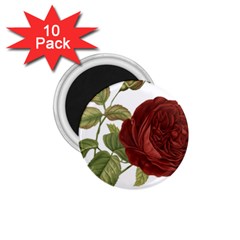 Rose 1077964 1280 1 75  Magnets (10 Pack)  by vintage2030