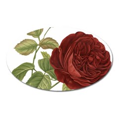 Rose 1077964 1280 Oval Magnet by vintage2030