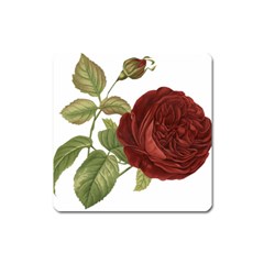 Rose 1077964 1280 Square Magnet by vintage2030