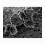 Tree Fungus Black and White Small Glasses Cloth (2-Side) Back