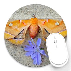 Moth And Chicory Round Mousepads by okhismakingart