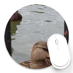 Framed Ducks Round Mousepads by okhismakingart