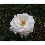 White Smooth Rose Deluxe Canvas 14  x 11  (Stretched) 14  x 11  x 1.5  Stretched Canvas