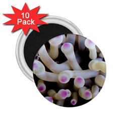 Sea Anemone 2 25  Magnets (10 Pack)  by TheLazyPineapple