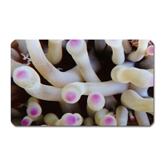 Sea Anemone Magnet (rectangular) by TheLazyPineapple