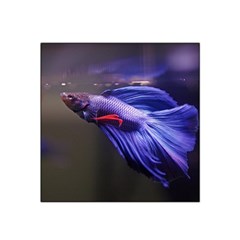 Betta Fish Photo And Wallpaper Cute Betta Fish Pictures Satin Bandana Scarf 22  X 22  by StoreofSuccess