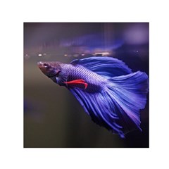 Betta Fish Photo And Wallpaper Cute Betta Fish Pictures Square Satin Scarf (30  X 30 ) by StoreofSuccess