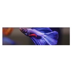 Betta Fish Photo And Wallpaper Cute Betta Fish Pictures Oblong Satin Scarf (16  X 60 ) by StoreofSuccess