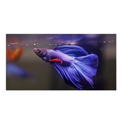 Betta Fish Photo And Wallpaper Cute Betta Fish Pictures Satin Shawl 45  X 80  by StoreofSuccess