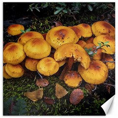 Orange Mushrooms In Patagonia Forest, Ushuaia, Argentina Canvas 20  X 20  by dflcprintsclothing