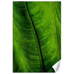 Green-leaf-plant-freshness-color Canvas 20  X 30  by Bedest