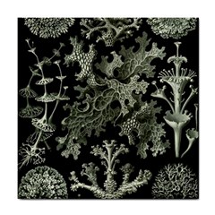 Weave Haeckel Lichenes Photobionten Tile Coaster by Cemarart