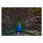 Bird Peacock Feathers Large Glasses Cloth Front